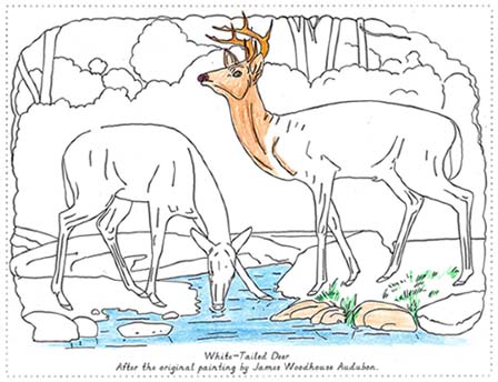 coloring pages nature. Example of a coloring page, in progress. Click Here to Order.