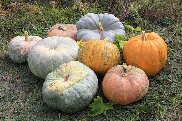 Colonies_Cucurbita_Squash